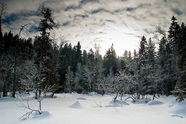 Randonnées raquettes à neige dans le Jura
