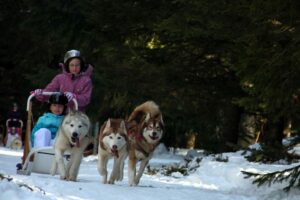 colonie-vacances-neige-wakanga-chiens-traineaux