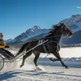 La magie du ski joëring : allier cheval et glisse