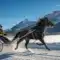 La magie du ski joëring : allier cheval et glisse
